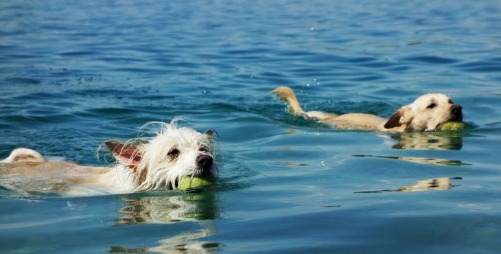 Je každý pes rodeným plavcom?