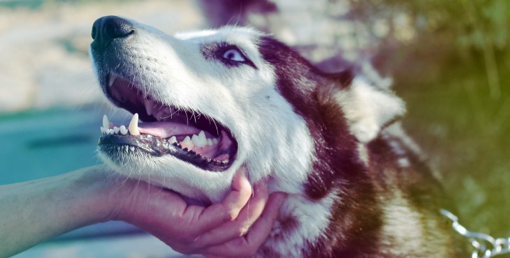 13 znakov,podľa ktorých zistíš či si závislý na svojom psovi