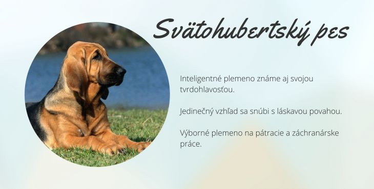 Svätohubertský pes (bloodhound, anglický farbiar)