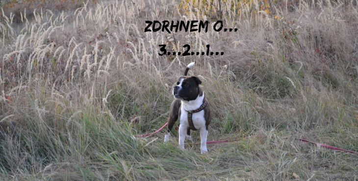 Môj pes naháňa lesnú zver, mačky,... a nepríde na privolanie! Čo s tým?