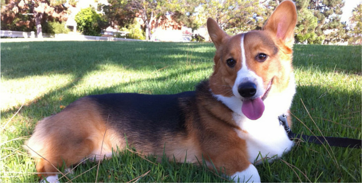 Pembrokeský waleský korgi (Welsh corgi pembroke)