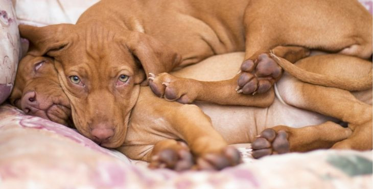 7 rád pre lepší spánok tvojho psa