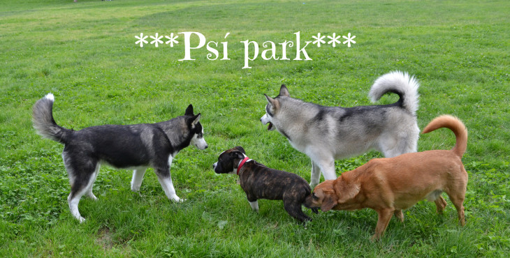 Psí park – patríš do neho aj ty s tvojím psom?