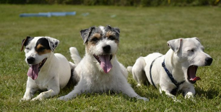 Parson russell teriér (Parson russell terrier)