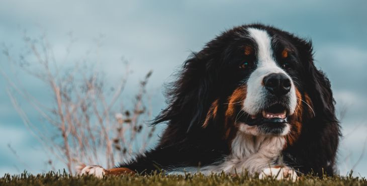 Čo je to hot spot u psa a ako ho liečiť?
