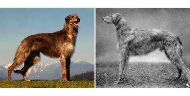 Škótsky jelení pes (Scottish Deerhound, Deerhound, skotský jelení pes) 