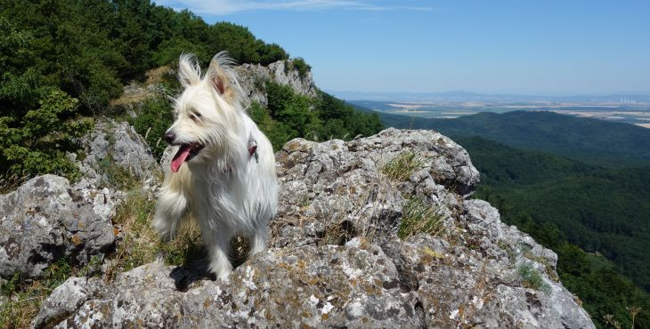 Tip na výlet so psom: Kršlenica - Čierna skala - Mon Repos - Tmavá skala - Deravá skala