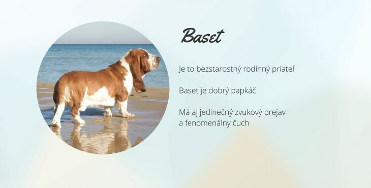 Baset (Basset hound)