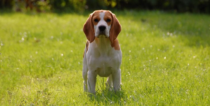Bígl (Beagle)