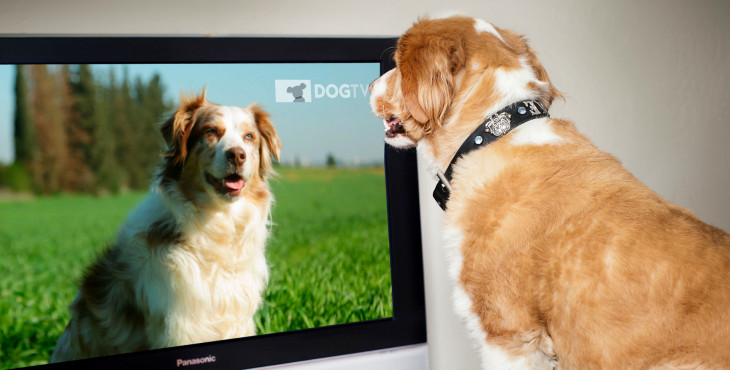 Čo vidia psy, keď sa pozerajú na televízor?