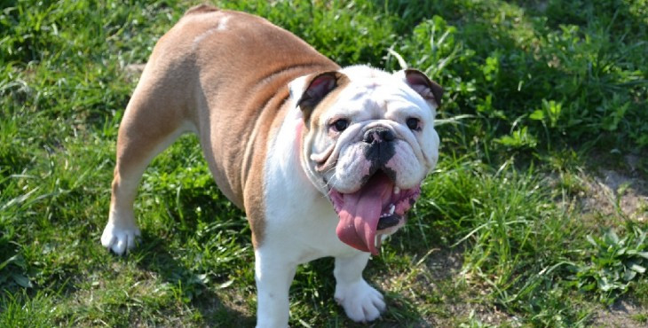 Anglický buldog (English Bulldog, Bulldog)