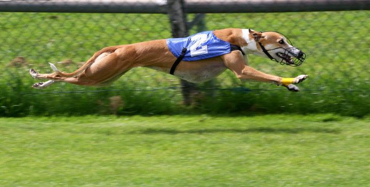 Coursing - šport pre rýchle psy