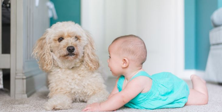 Dieťa žijúce v domácnosti so psom je zdravšie ako dieťa žijúce bez neho