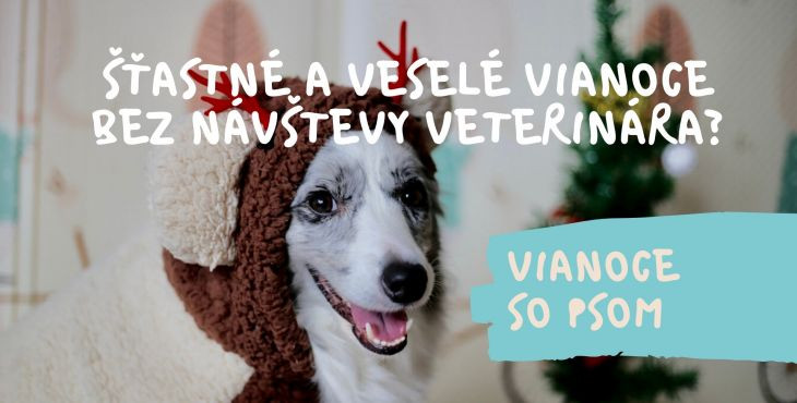 Vianoce so psom. Ako mať šťastné a veselé Vianoce bez návštevy veterinára?