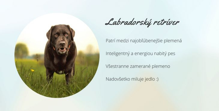 Labradorský retríver (Labrador retiever)