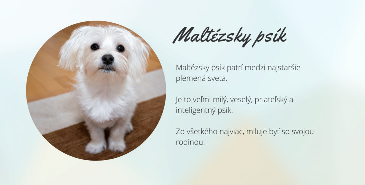 Maltézsky psík (Maltese )