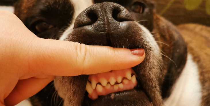 Koľko zubov majú psy?