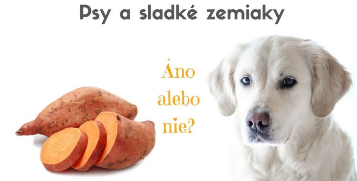 Môžu psy jesť sladké zemiaky - batáty?