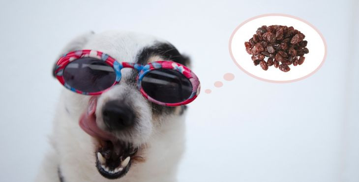 Môžu psy jesť sušené hrozienka?