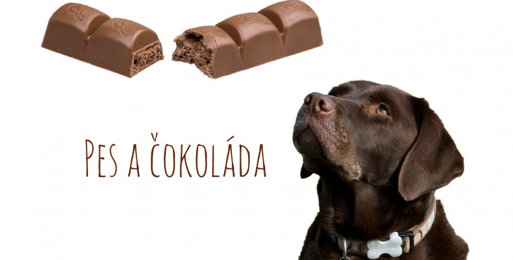 Pes a čokoláda