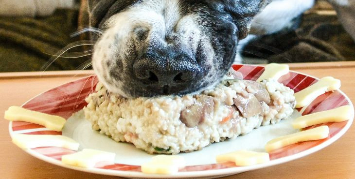 Môže toto jedlo zjesť môj pes?
