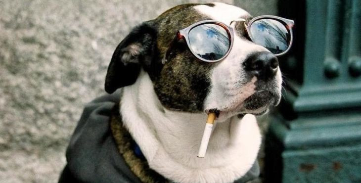 Pes fajčiar. Týka sa pasívne fajčenie aj tvojho psa?