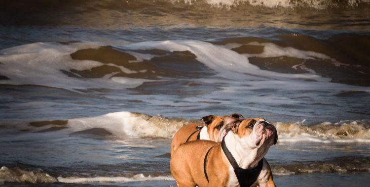 Poznáš syndróm suchého utopenia? Ako psovi zachrániť život?