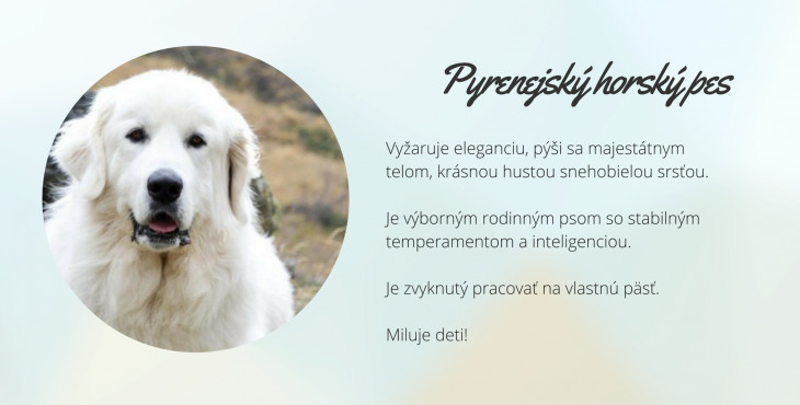 Pyrenejský horský pes  (Chien de Montagne des Pyrénées )