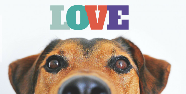 Ako nám psy dávajú najavo, že nás milujú?