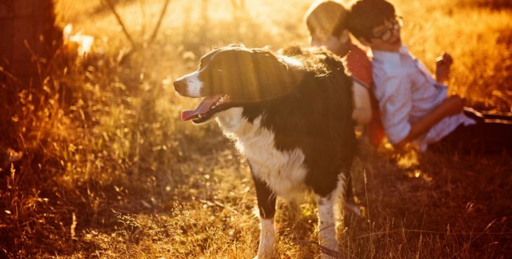 Ako funguje adopcia psa z útulku?