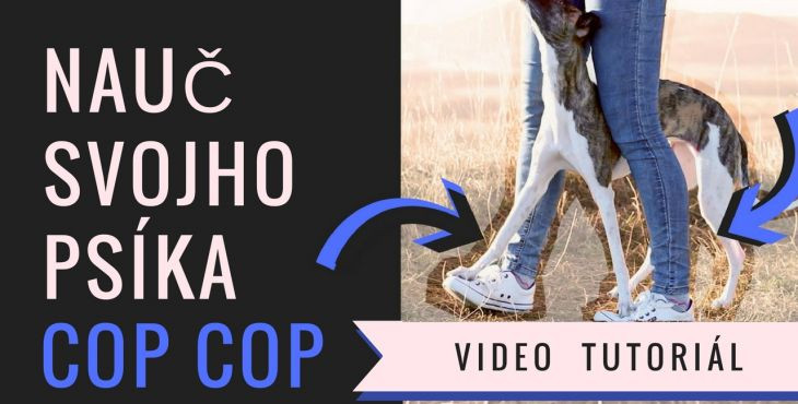 5 spôsobov ako psíka naučiť trik „COP COP“