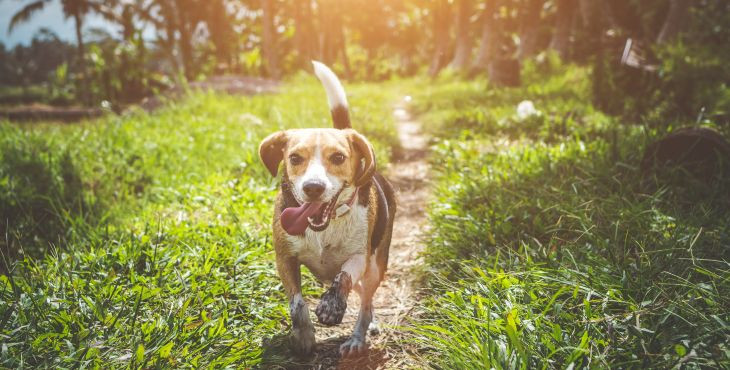 Holistický prístup ako prvá pomoc pri rakovine u psov