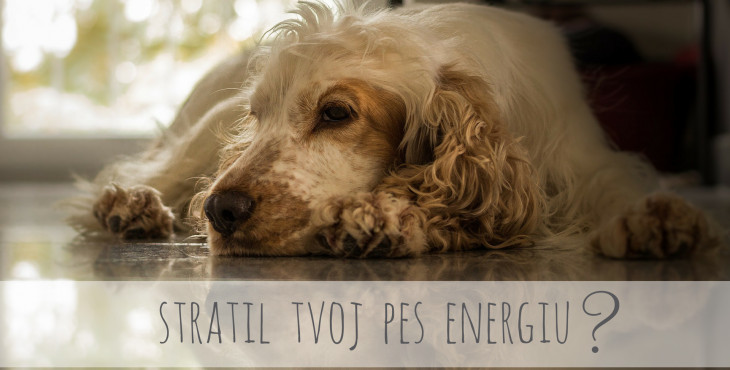 Má tvoj pes málo energie? Toto mu môže pomôcť!