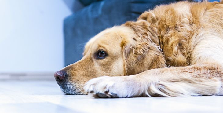 8 známok o tom, že tvoj pes sa cíti byť ignorovaný