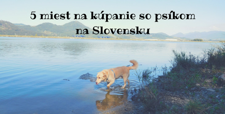 5 miest na kúpanie so psíkom na Slovensku
