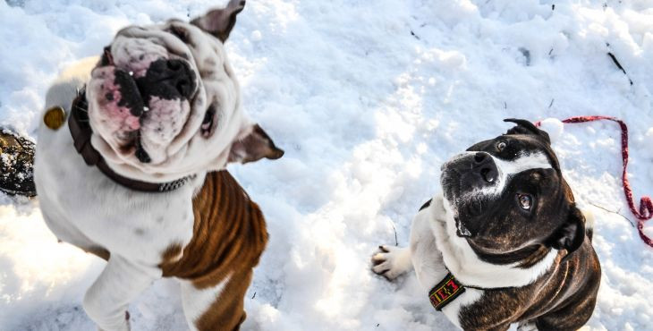 Ako správne ochrániť psie labky v zime?