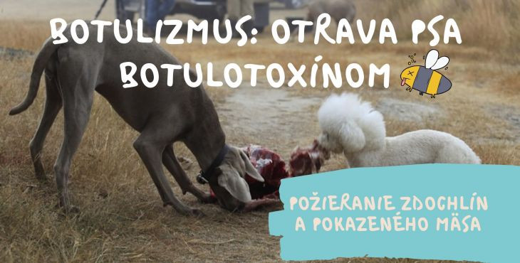 Botulizmus: otrava psa botulotoxínom. Príčina? Požieranie zdochlín a pokazeného mäsa