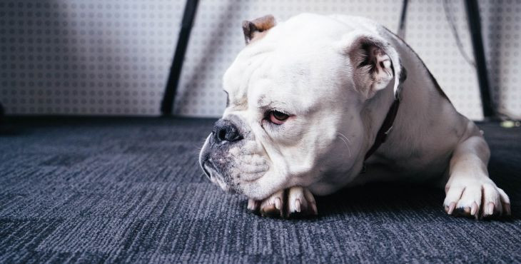 Ako u psa rozoznáš, či ide o separačnú úzkosť alebo sa akútne nudí?