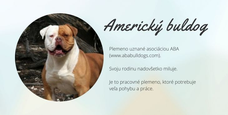 Americký buldog (americký buldok, American Bulldog)