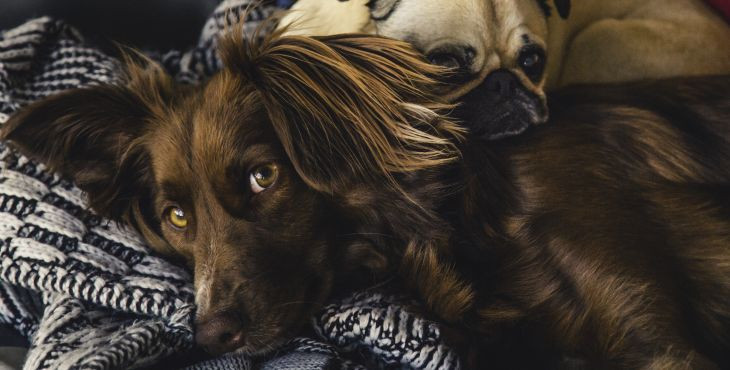 Dokážu psy čítať naše emócie?