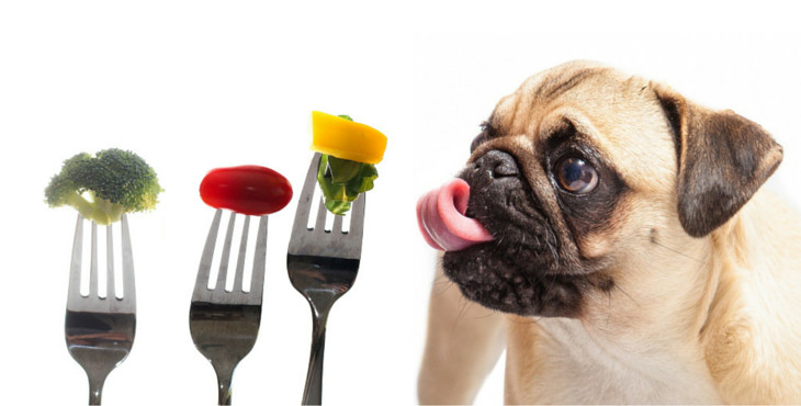 Prečo je podávanie „ľudskej stravy“ pre psa tak dôležité?