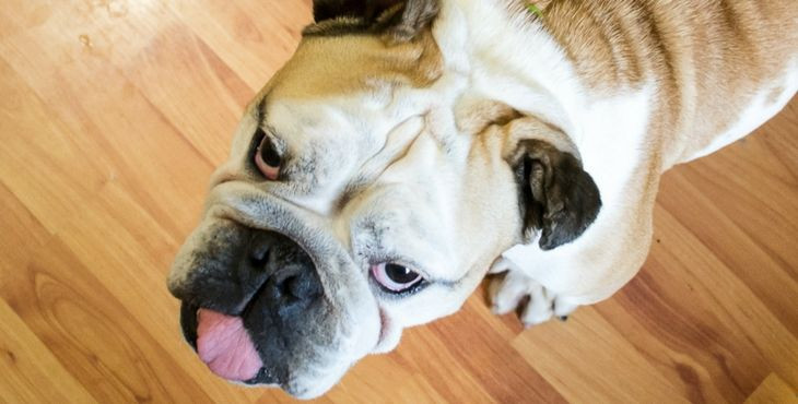 Prečo môjmu psovi trčí jazyk von z papuľky?