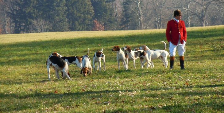 Inštinkt lovca u psa – zanedbateľná maličkosť, alebo varovný signál?