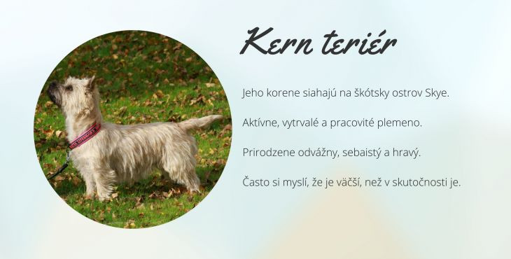 Kern teriér (Cairn Terier, Cairn Terrier)