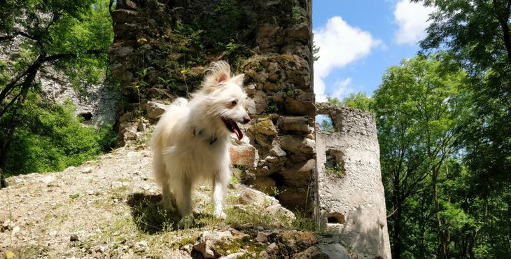 Tip na výlet so psom: Hrad Dobrá voda