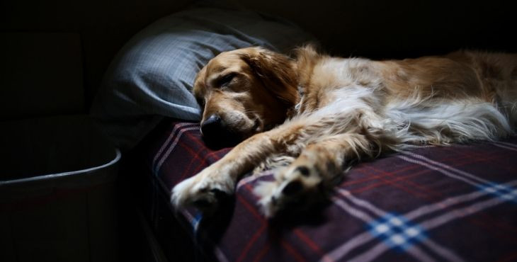 Čo robiť keď pes narúša tvoj spánok? 