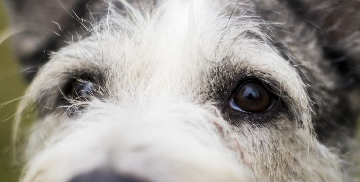 Nová štúdia ukázala, že psom sa nepáčia hrubí a neochotní ľudia