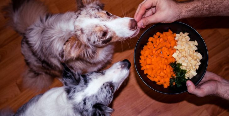 Psy kŕmené vegánskou stravou žijú zdravší život. Pravda alebo lož?
