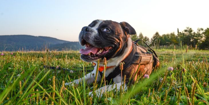 10 znakov ktoré ti napovedia, či je tvoj pes šťastný
