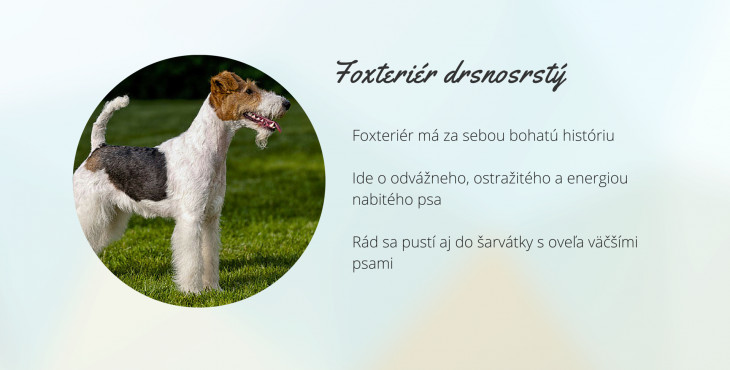 Foxteriér drsnosrstý (Fox terrier wire)